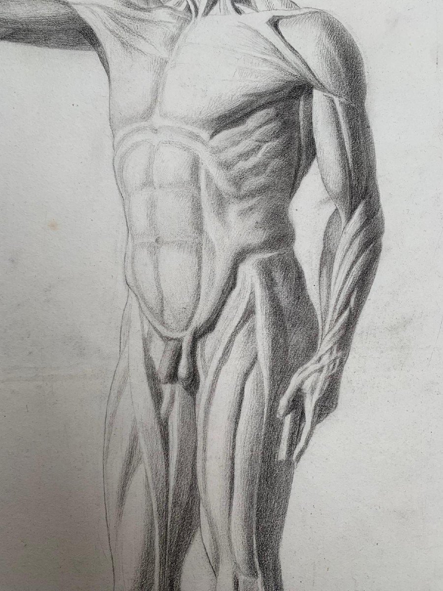 Disegno accademico: Lo Scorticato di Houdon. Scuola italiana. 19esimo secolo. 59x44 cm-photo-4