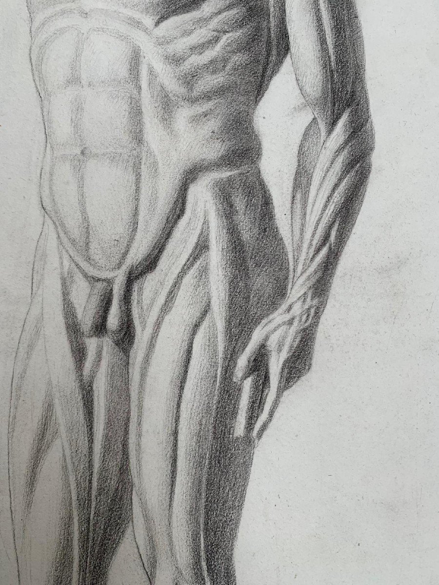 Disegno accademico: Lo Scorticato di Houdon. Scuola italiana. 19esimo secolo. 59x44 cm-photo-2