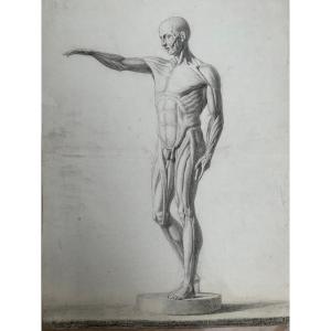 Disegno accademico: Lo Scorticato di Houdon. Scuola italiana. 19esimo secolo. 59x44 cm