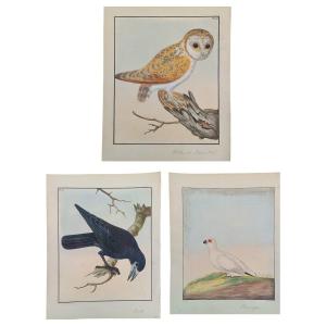 Bei Tre acquarelli raffiguranti uccelli. William Lewin(1747-1795)