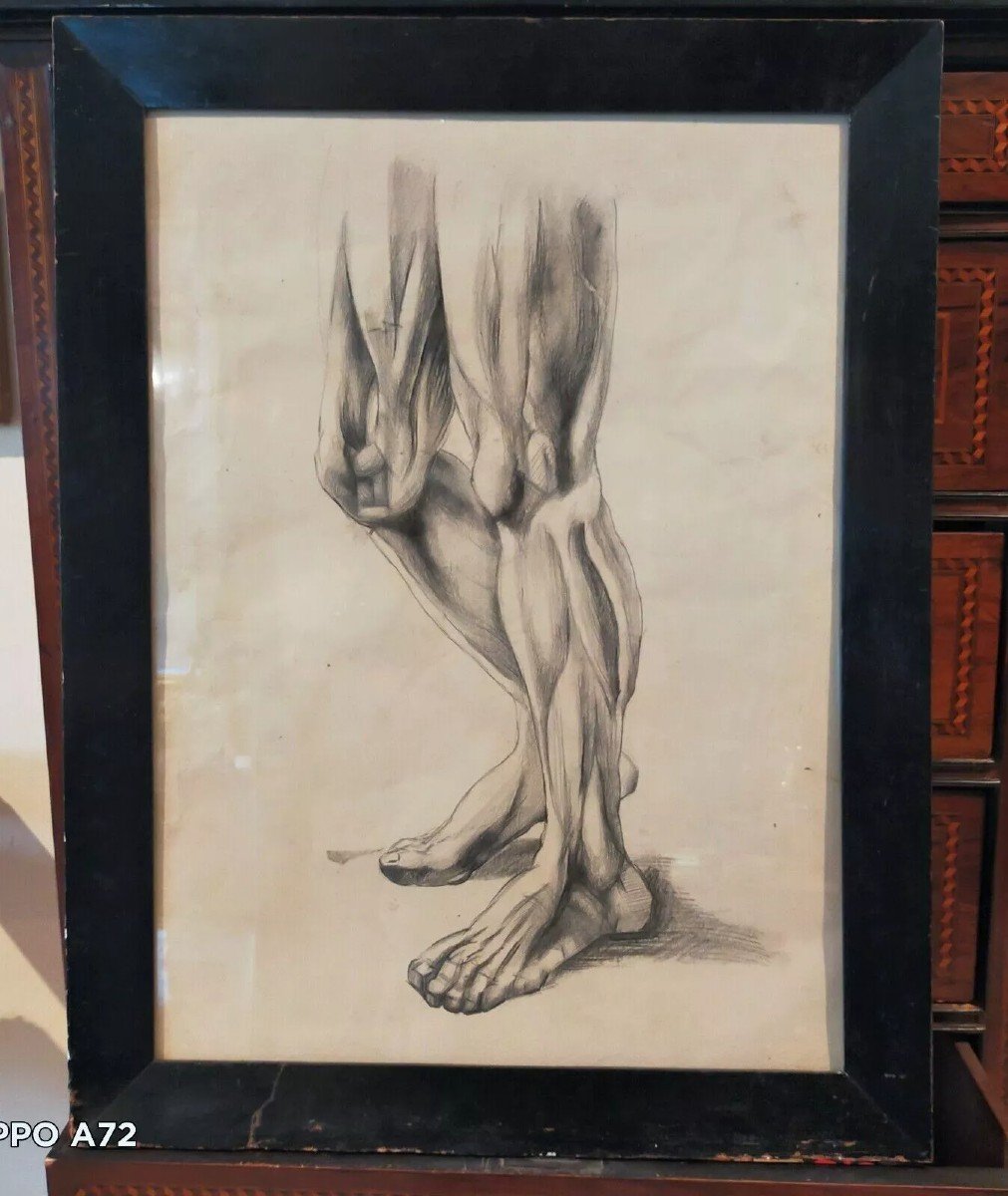 DISEGNO ANTICO ANATOMICO CORNICE ANTICA