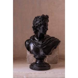  Busto in terracotta a patina nera raffigurante l'Apollo del Belvedere 