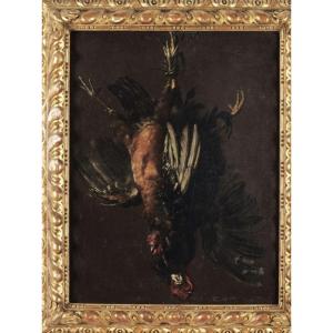 Olio su tela cm 81 x 63  " Natura morta con gallinacci" Giovanni Agostino Cassana 1658 - 1720