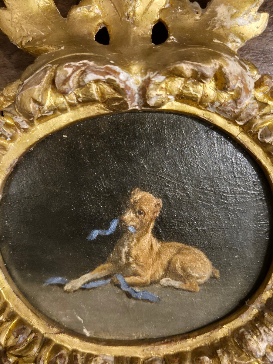 Scuola italiana , ritratto di cane, XVIII secolo in cornice intagliata e dorata