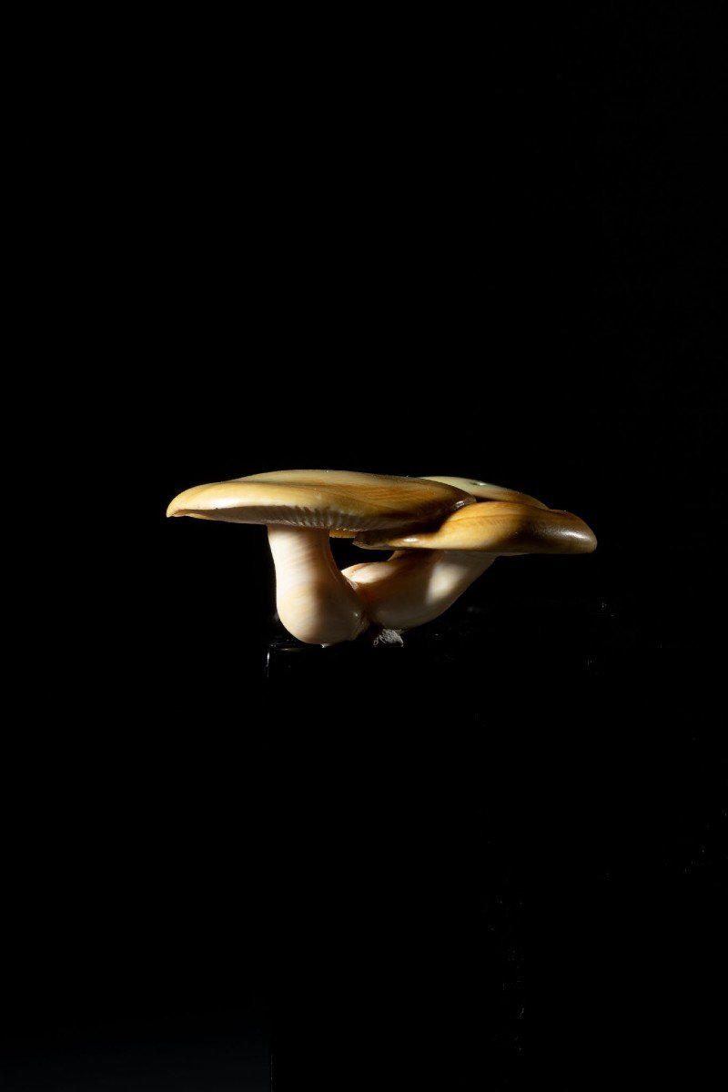 Funghi-photo-3