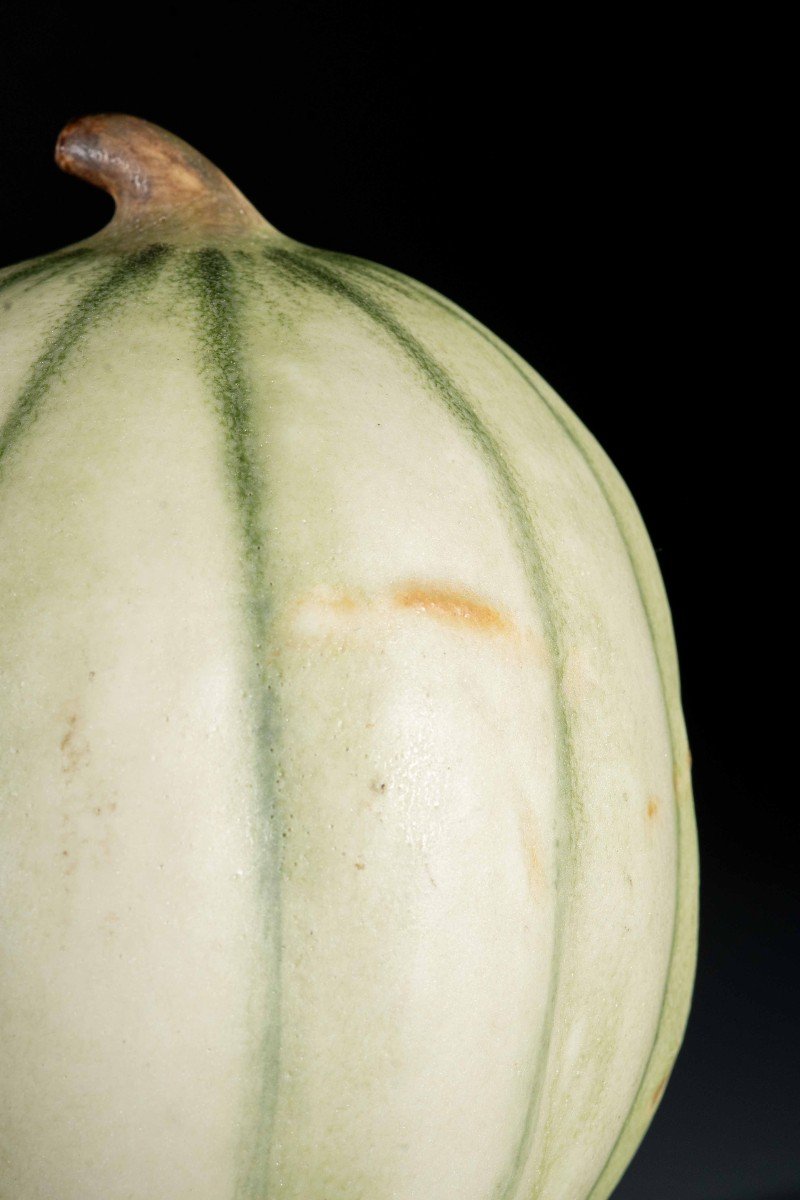 Studio di un melone in ceramica smaltata-photo-1