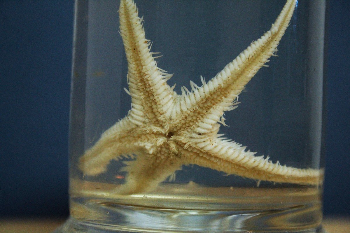 Paravia Stella di mare astropecten , museale, didattico, in formalina.-photo-1