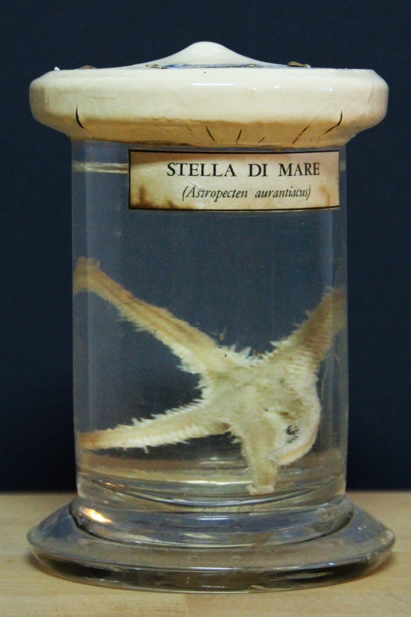 Paravia Stella di mare astropecten , museale, didattico, in formalina.