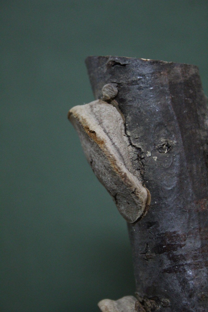 Funghi essiccati su legno, modello educativo da collezione botanico vintage-photo-1