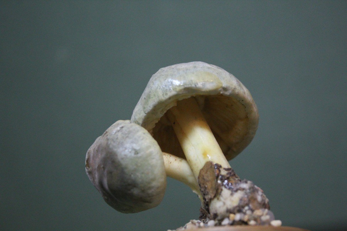 Funghi di Cortinarius croceus, modello educativo da collezione botanico vintage-photo-1