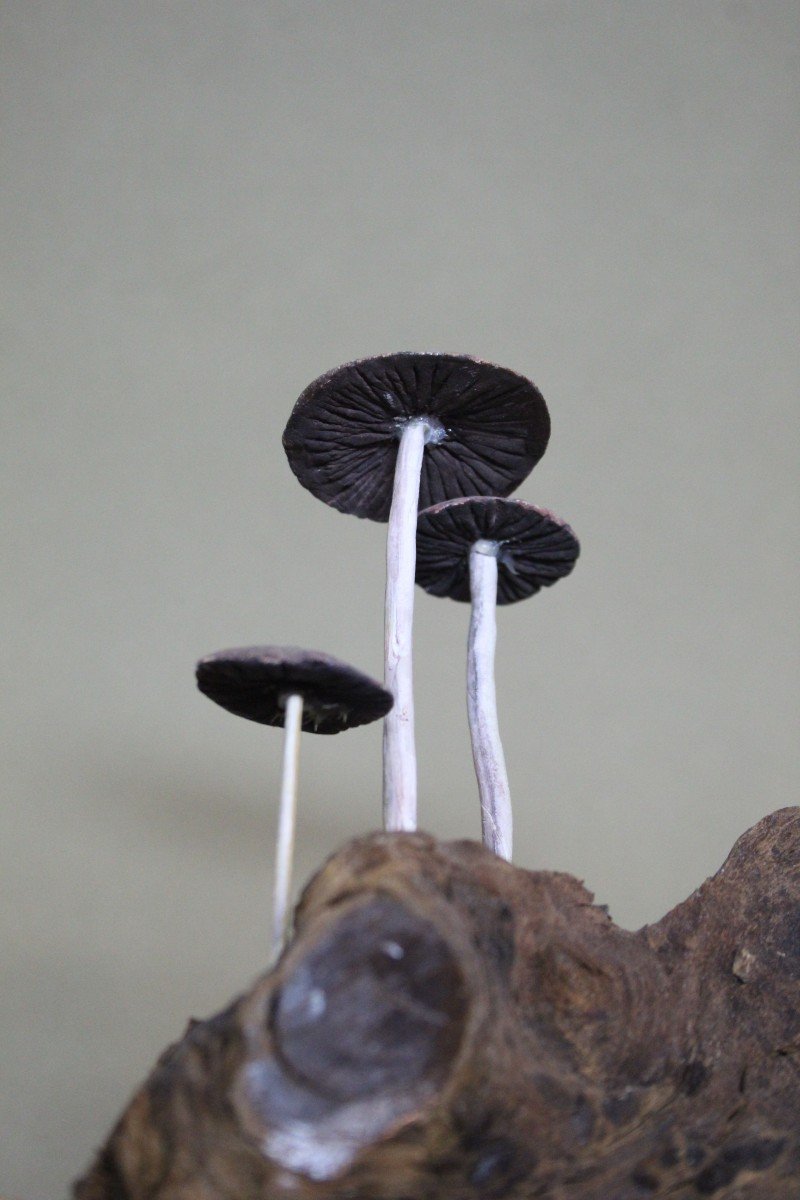 Funghi di Panaeolus foenisecii, modello educativo da collezione botanico vintage-photo-3